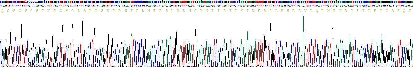 Recombinant Slit Homolog 2 (Slit2)